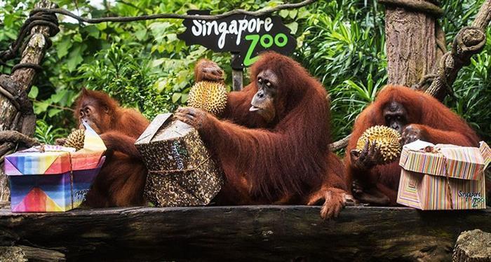 singapore zoo